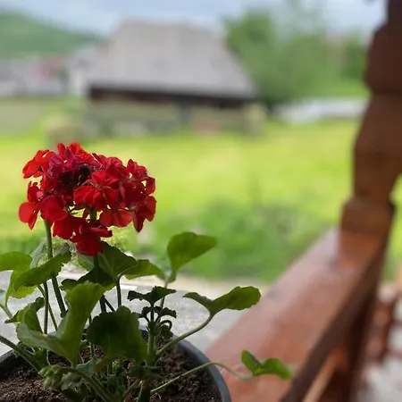 Pensiunea Ioana Mariana Guest house *